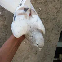 کبوتر|پرنده|نیشابور, باغ نو|دیوار