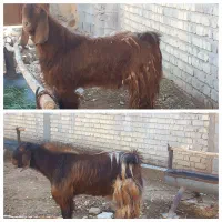 فروش  2 راس کهره نر نژادی اصلاح شده