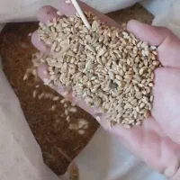 گندم امسال ۴۳ کیسه شده مقطوع