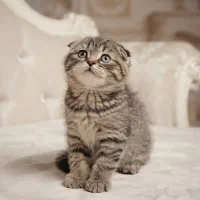 اسکاتیش گلد تبی ماده