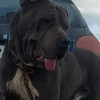 ژرمن شو کنکورسو گریتدین خاص با کیفیت بدون مشابه