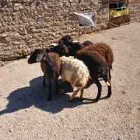 بره ماده|حیوانات مزرعه|بیرانوند, |دیوار