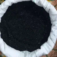 بذر پیاز مینروا دستگیری