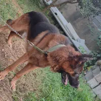 سگ ژرمن اصیل