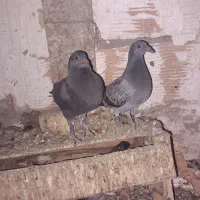 جوجه  کبوتر