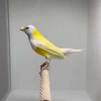 گرینچیک|پرنده|دزفول, |دیوار