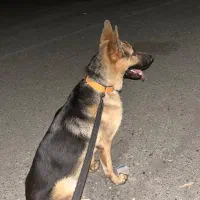 آموزش هم قدم شدن سگ