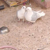 کفتر سفید باختی در محراب