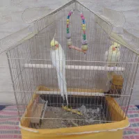 جفت عروس هلندی