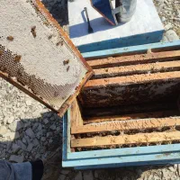 عسل مستقیم بدون واسطه از زنبوردار میخرین