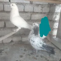 کفتر