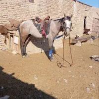 اسب جوان فروشی یورقه