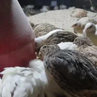 فروش عمده بلدرچین گوشتی تازه باکیفیت عالی