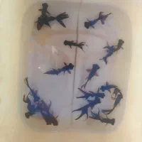 ماهی چشم تلسکوپی زغالی فقط وفقط 19