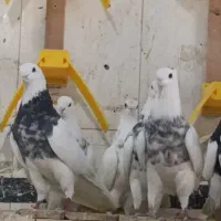 ۵۰ درصد کبوتر حراجی