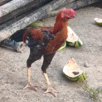 لاری