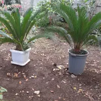 سیکاس گلدانی سطلی ،گل یشم، کاکتوس، گواوا گیلاسی