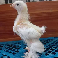 جوجه برهما