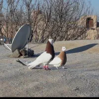کفتر طوقی روی جوجه