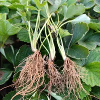 فروش بوته توت فرنگی سابرینا و کاماروس