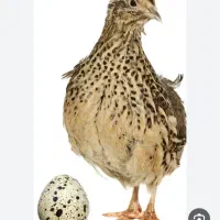 بلدرچین نروماده باتخم نطفه دار