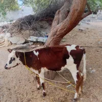 یک گاو نر یک گاو ماده