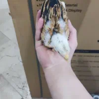 جوجه اوشامو