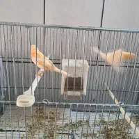 جوجه قناری نر