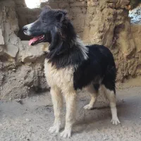 توله واگذاری