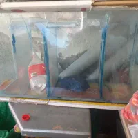 اکواریوم