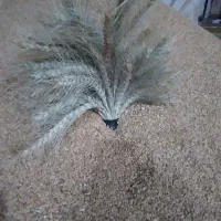فروش گندم خارجی