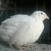 بلدرچین سفید