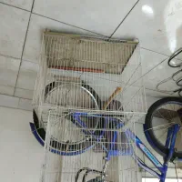 قفس پرنده