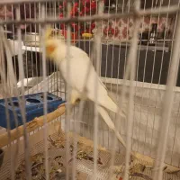 عروس هلندی باقفس