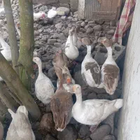 غاز محلی ماده
