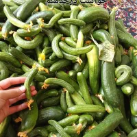 خیار