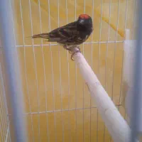سهره.قناری. گلبسر نر
