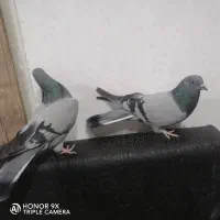 کبوتر پر دونسته
