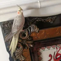 تعدادی عروس هلندی نر و ماده