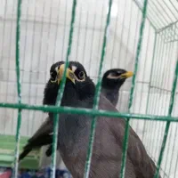 مرغ مینا سخنگو