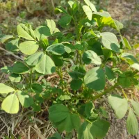 یونجه