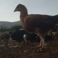 جوجه ۷۵ روزه