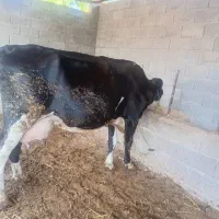 گاو‌گوساله‌دار‌نر