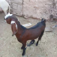 کره نر چاق