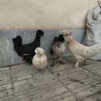 مرغ سلطان
