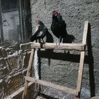 مرغ و خروس سبرایت