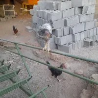 مرغ و خروس