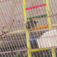 سهره همراه با قفس