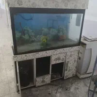 آکواریم