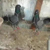 کفتر کبوتر